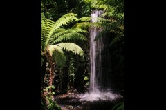 Royal Botanic Gardens, Melbourne (David Marriott ©)