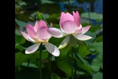 Royal Botanic Gardens, Melbourne (Michael Brown ©)