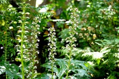 Royal Botanic Gardens, Melbourne (Sony Varma ©)