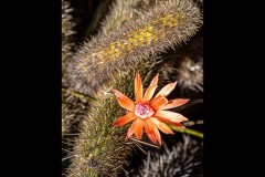 Royal Botanic Gardens, Melbourne (Ken Gosbell ©)