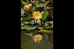 Royal Botanic Gardens, Melbourne (Jim Weatherill ©)