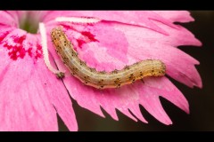 Royal Botanic Gardens, Melbourne (Nicole Andrews ©)