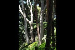 Royal Botanic Gardens, Melbourne (Joe Hajdu ©)