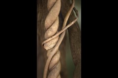 Royal Botanic Gardens, Melbourne (Maarten Grabandt ©)