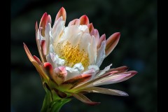 Royal Botanic Gardens, Melbourne (Carolyn Brandt ©)