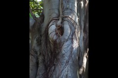 Royal Botanic Gardens, Melbourne (Joe Hajdu ©)