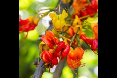Royal Botanic Gardens, Melbourne (Michael Brown ©)