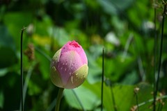 Royal Botanic Gardens, Melbourne (Sony Varma ©)