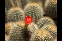 Royal Botanic Gardens, Melbourne (Maarten Grabandt ©)