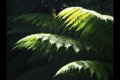 Royal Botanic Gardens, Melbourne (Joe Hajdu ©)