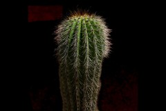 Royal Botanic Gardens, Melbourne (Michael Brown ©)