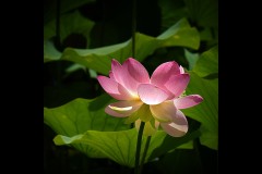 Royal Botanic Gardens, Melbourne (Carolyn Brandt ©)