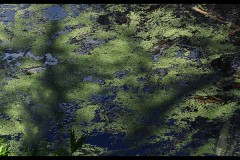 Royal Botanic Gardens, Melbourne (Joe Hajdu ©)