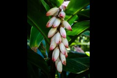 Royal Botanic Gardens, Melbourne (Bob Clothier ©)