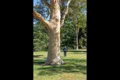 Royal Botanic Gardens, Melbourne (David Davidson ©)