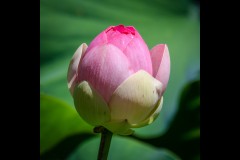 Royal Botanic Gardens, Melbourne (Norman Blaikie ©)