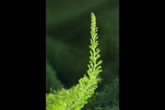 Royal Botanic Gardens, Melbourne (Maarten Grabandt ©)
