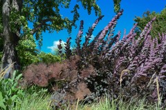 Royal Botanic Gardens, Melbourne (Sony Varma ©)