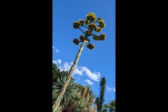 Royal Botanic Gardens, Melbourne (Robert Fairweather ©)