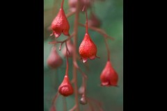 Royal Botanic Gardens, Melbourne (Maarten Grabandt ©)