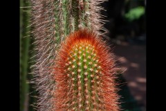 Royal Botanic Gardens, Melbourne (Jim Weatherill ©)