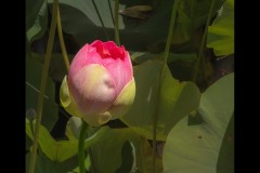 Royal Botanic Gardens, Melbourne (David Davidson ©)