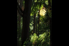 Royal Botanic Gardens, Melbourne (David Marriott ©)