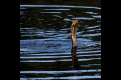 Royal Botanic Gardens, Melbourne (Carolyn Brandt ©)