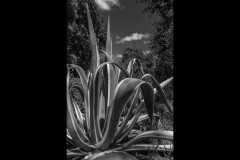 Royal Botanic Gardens, Melbourne (David Davidson ©)