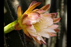 Royal Botanic Gardens, Melbourne (Ken Gosbell ©)