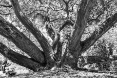 Royal Botanic Gardens, Melbourne (Maarten Grabandt ©)