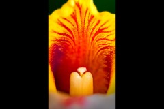 Royal Botanic Gardens, Melbourne (Maarten Grabandt ©)