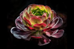 Royal Botanic Gardens, Melbourne (Carolyn Brandt ©)