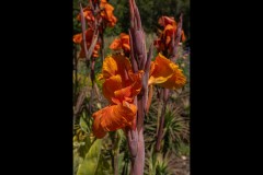 Royal Botanic Gardens, Melbourne (David Davidson ©)