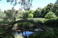 Royal Botanic Gardens, Melbourne (Sony Varma ©)