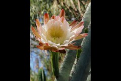 Royal Botanic Gardens, Melbourne (David Marriott ©)