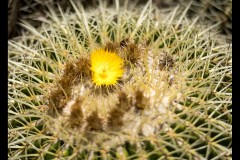 Royal Botanic Gardens, Melbourne (Maarten Grabandt ©)
