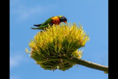 Royal Botanic Gardens, Melbourne (Carolyn Brandt ©)