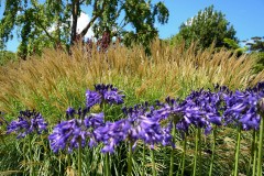 Royal Botanic Gardens, Melbourne (Sony Varma ©)