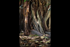 Royal Botanic Gardens, Melbourne (Doni Baz ©)