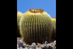 Royal Botanic Gardens, Melbourne (Maarten Grabandt ©)