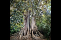 Royal Botanic Gardens, Melbourne (Carolyn Brandt ©)