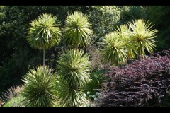 Royal Botanic Gardens, Melbourne (Jon Hogan ©)