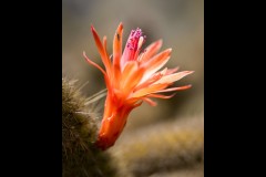 Royal Botanic Gardens, Melbourne (Maarten Grabandt ©)