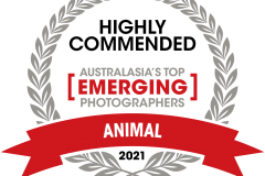 13163-CPH-ATEP-Animal-Highly-Commended