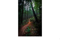 Red Path - Peter Black (Commended - Open B Grade - Sep 2019 PDI)