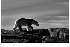 Backlight - Gary Richardson (Commended - Open A Grade - Sep 2019 PDI)
