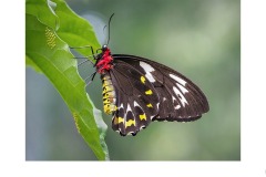 Cairns Birdwing with Eggs - Marg Huxtable (Commended - Open A Grade - Sep 2019 PDI)