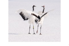 Dance of the RedCapped Cranes - Lesley Bretherton (Highly Commended - Set Subject - Sep 2019 PDI)
