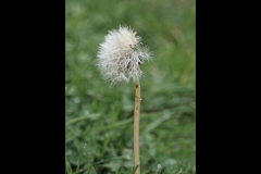 Sky-Rail Outing (Jim O’Donnell ©)